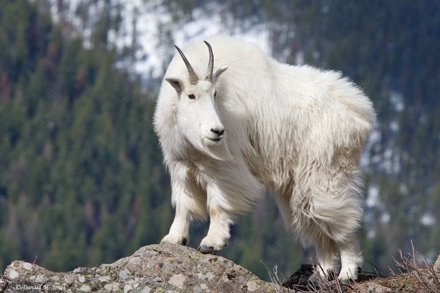 Mountain Goat Wildlife Viewing Alaska Cruise