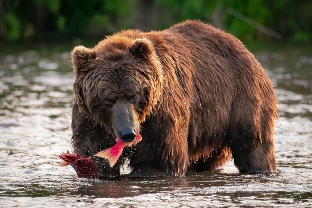 Brown Bear Viewing in Alaska