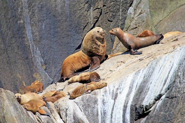 Sea Lions Viewing in Alaska